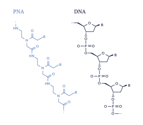 img-en-pna-fish-probes-fiftyilluslide-01